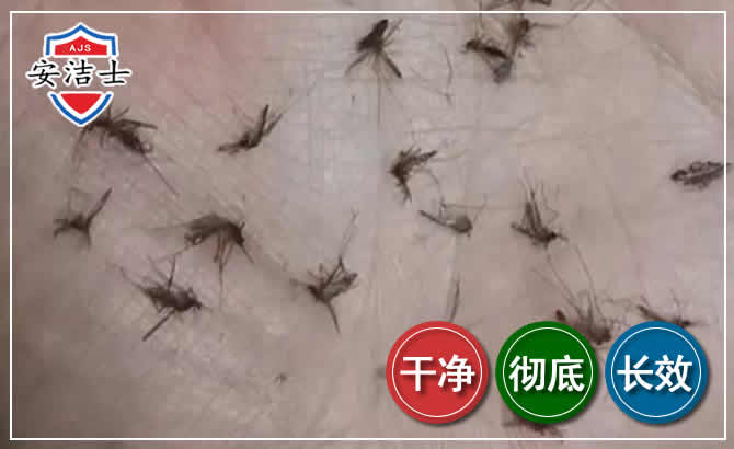 海盐蚊子防治-灭蚊