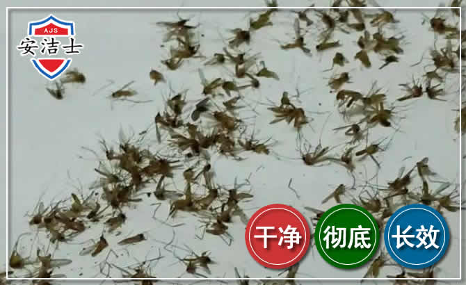 海盐苍蝇防治-灭蝇