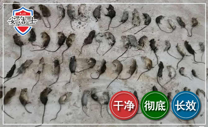 海盐鼠害防治-灭鼠