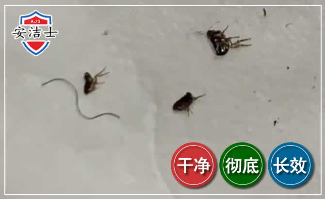 海盐跳蚤防治-灭跳蚤