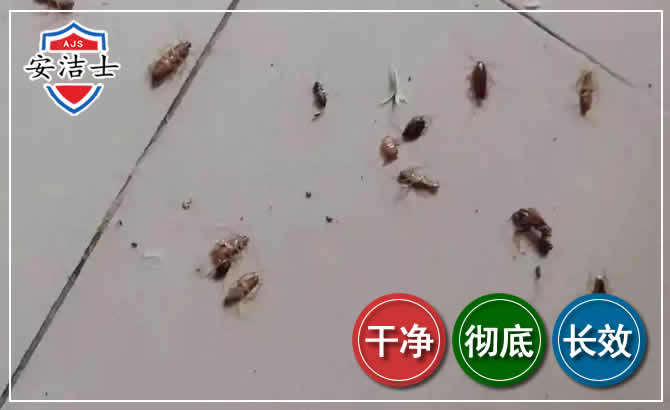 海盐蟑螂防治-灭蟑螂