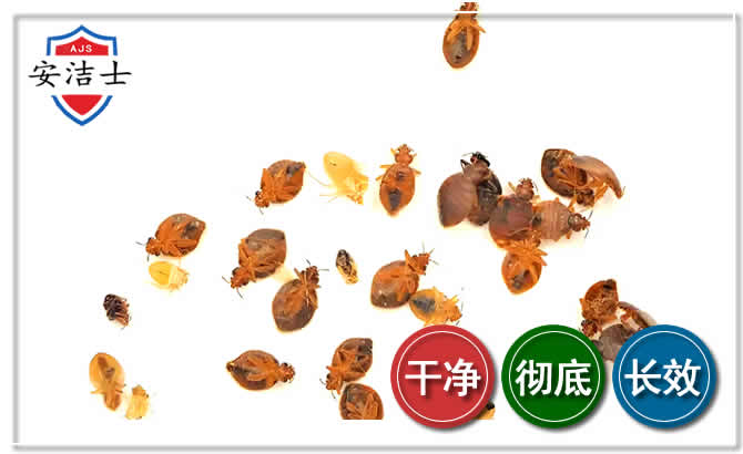 海盐臭虫防治-消灭臭虫